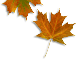 leaf image